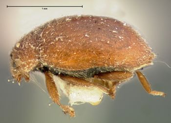 Media type: image;   Entomology 6736 Aspect: habitus lateral view